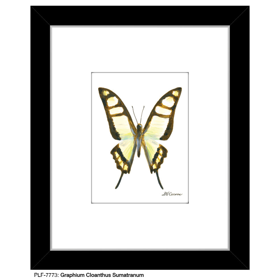 Graphium Cloanthus Sumatranum Butterfly, Print (#7773A)