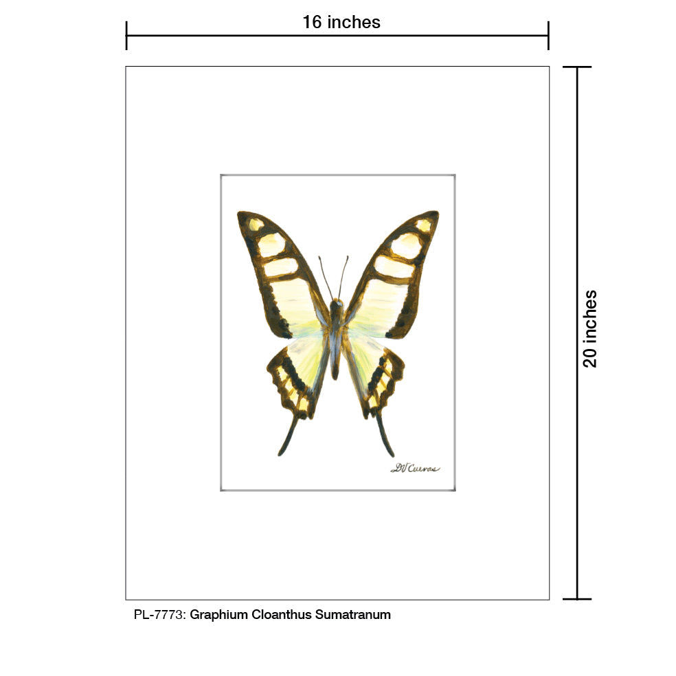 Graphium Cloanthus Sumatranum Butterfly, Print (#7773A)