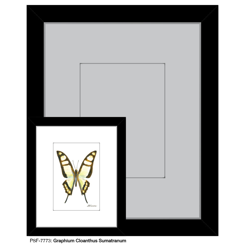 Graphium Cloanthus Sumatranum Butterfly, Print (#7773A)