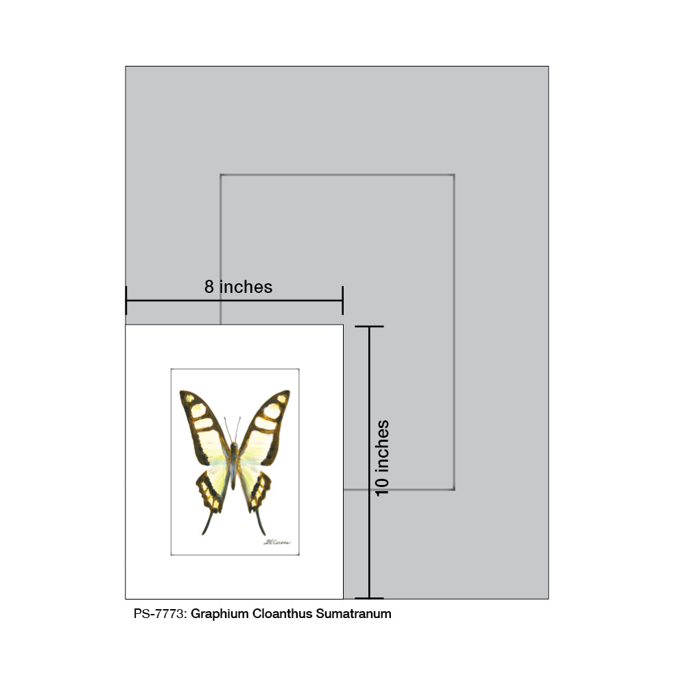 Graphium Cloanthus Sumatranum Butterfly, Print (#7773A)