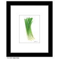 Green Onion, Print (#8480B)