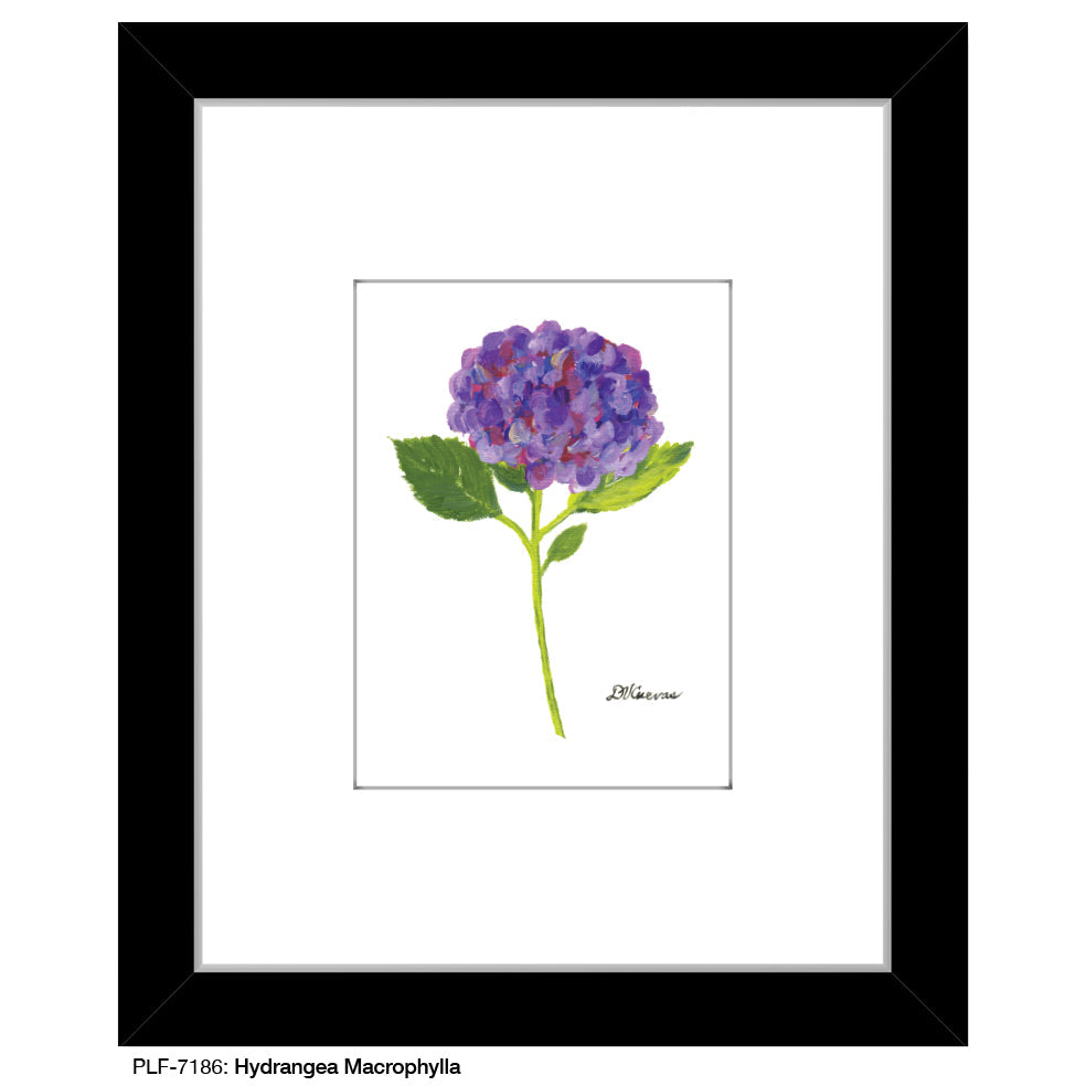 Hydrangea Macrophylla, Print (#7186A)