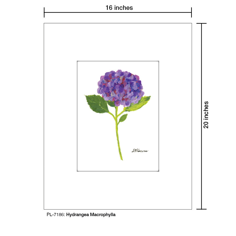 Hydrangea Macrophylla, Print (#7186A)