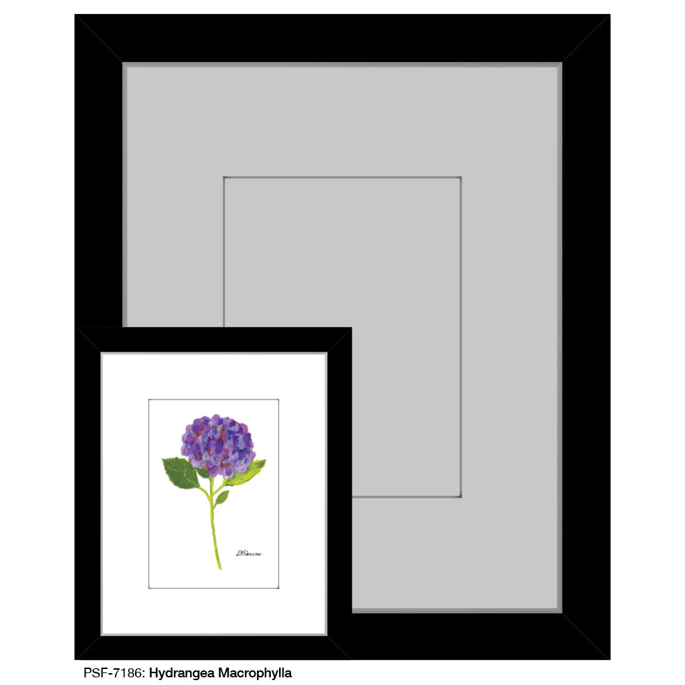 Hydrangea Macrophylla, Print (#7186A)