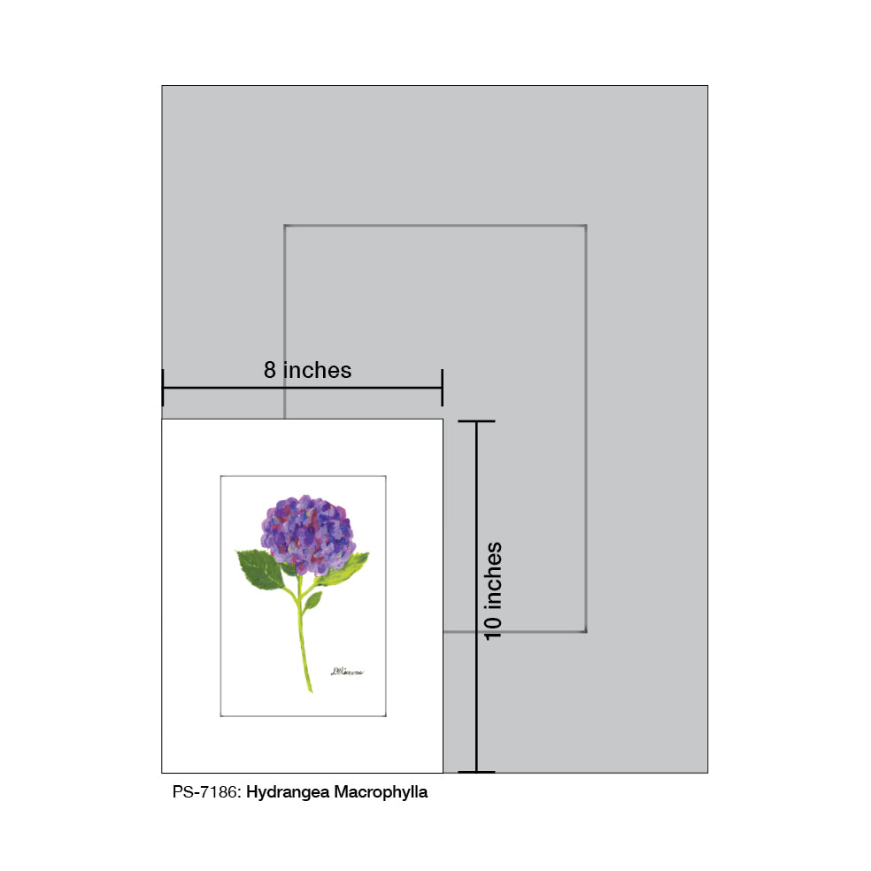 Hydrangea Macrophylla, Print (#7186A)