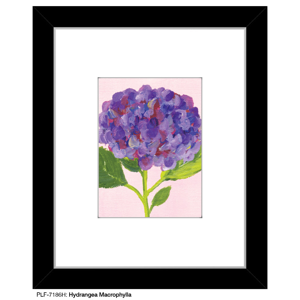 Hydrangea Macrophylla, Print (#7186H)