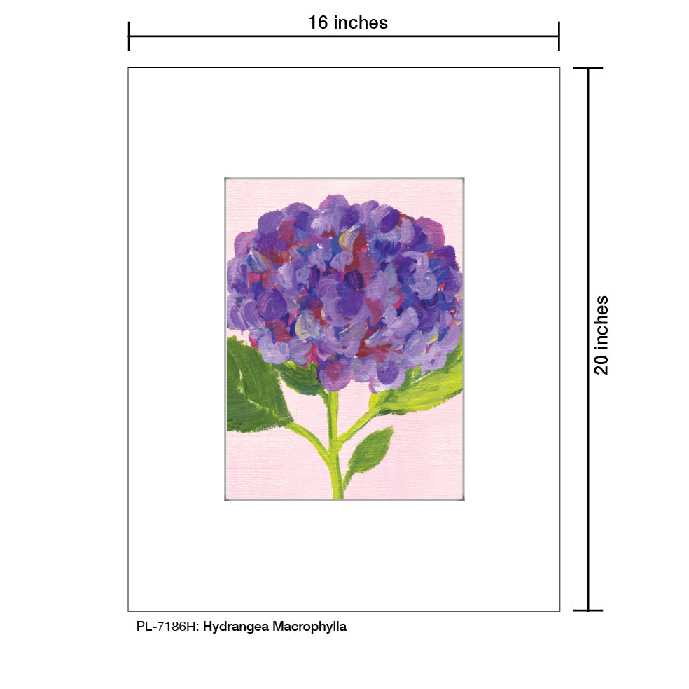 Hydrangea Macrophylla, Print (#7186H)