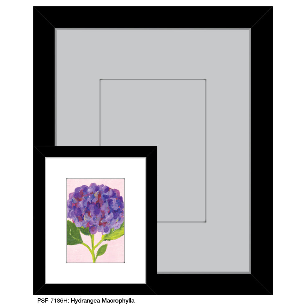 Hydrangea Macrophylla, Print (#7186H)