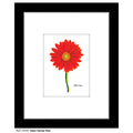 Giant Gerber Red, Print (#7416T)
