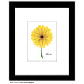 Giant Gerber Yellow, Print (#7417G)