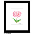 Light Peony, Print (#7824A)