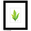Lily of the Valley, Print (#7818C)