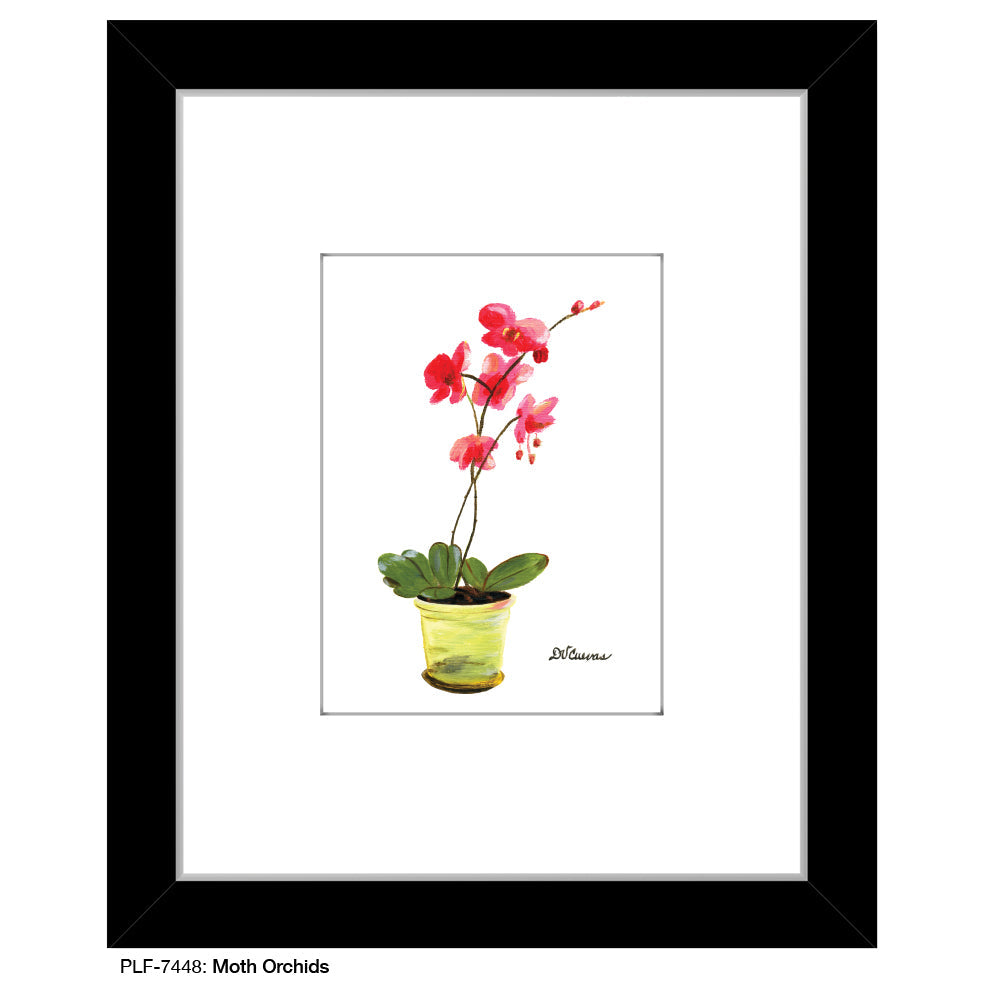 Moth Orchids, Print (#7448B)