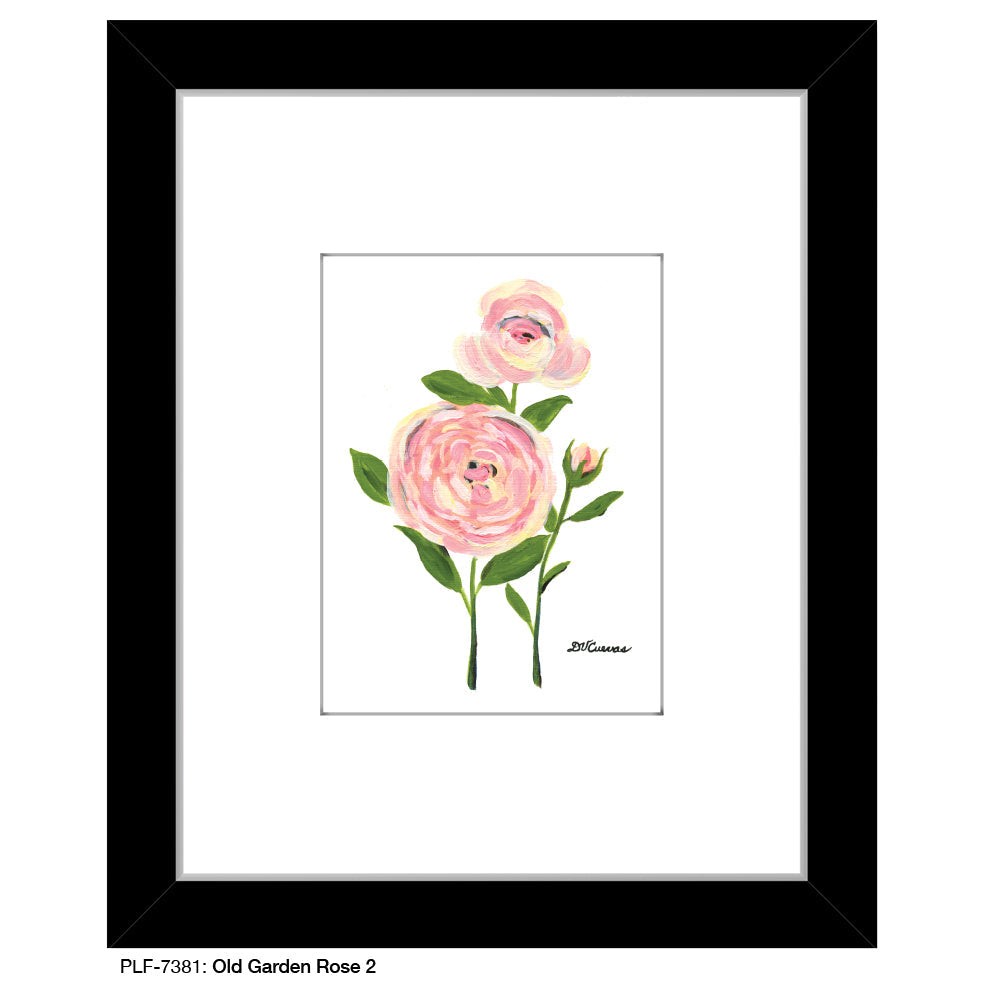 Old Garden Rose 2, Print (#7381A)