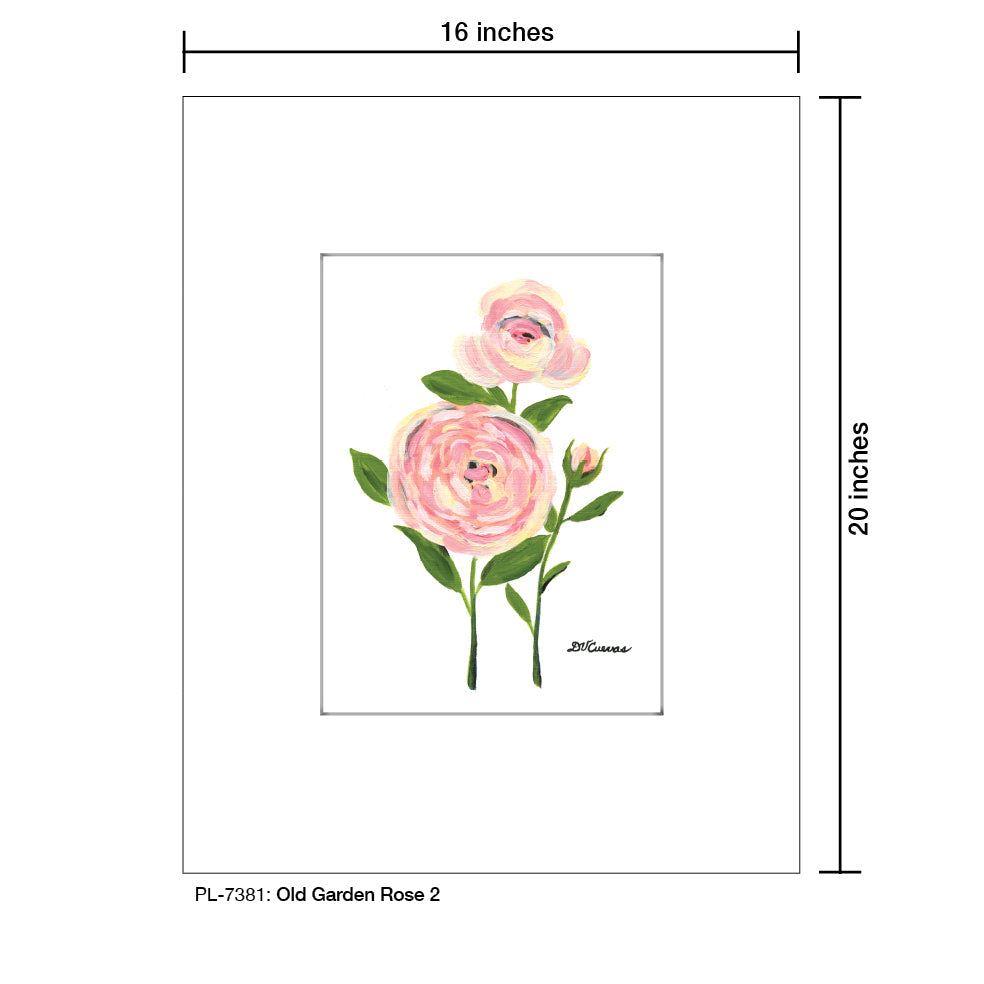 Old Garden Rose 2, Print (#7381A)