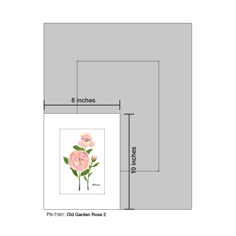 Old Garden Rose 2, Print (#7381A)