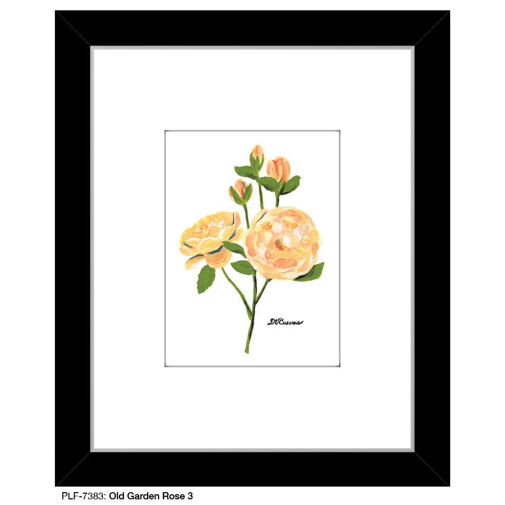 Old Garden Rose 3, Print (#7383A)