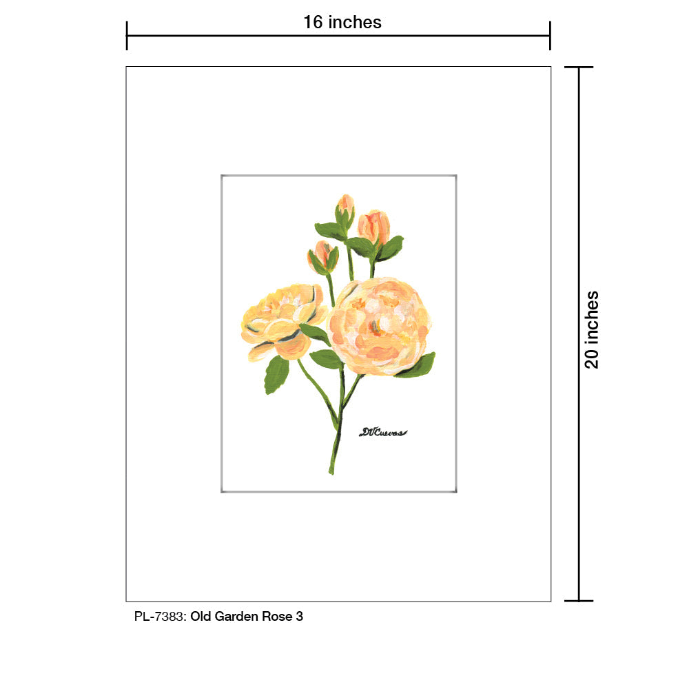 Old Garden Rose 3, Print (#7383A)