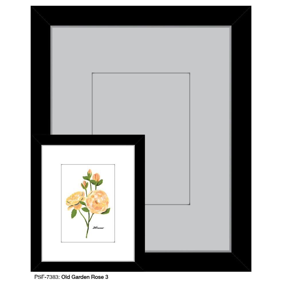 Old Garden Rose 3, Print (#7383A)