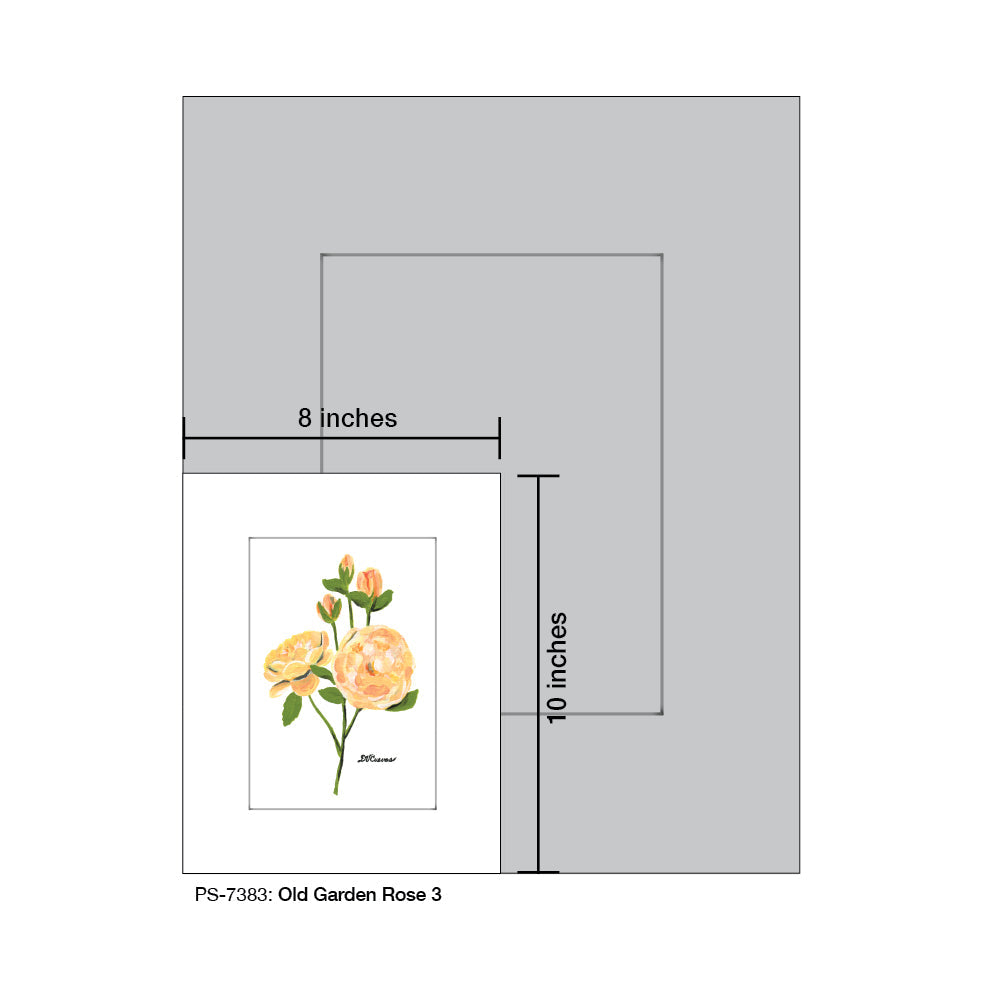 Old Garden Rose 3, Print (#7383A)