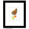 Orange Brown Butterfly, Print (#7676A)