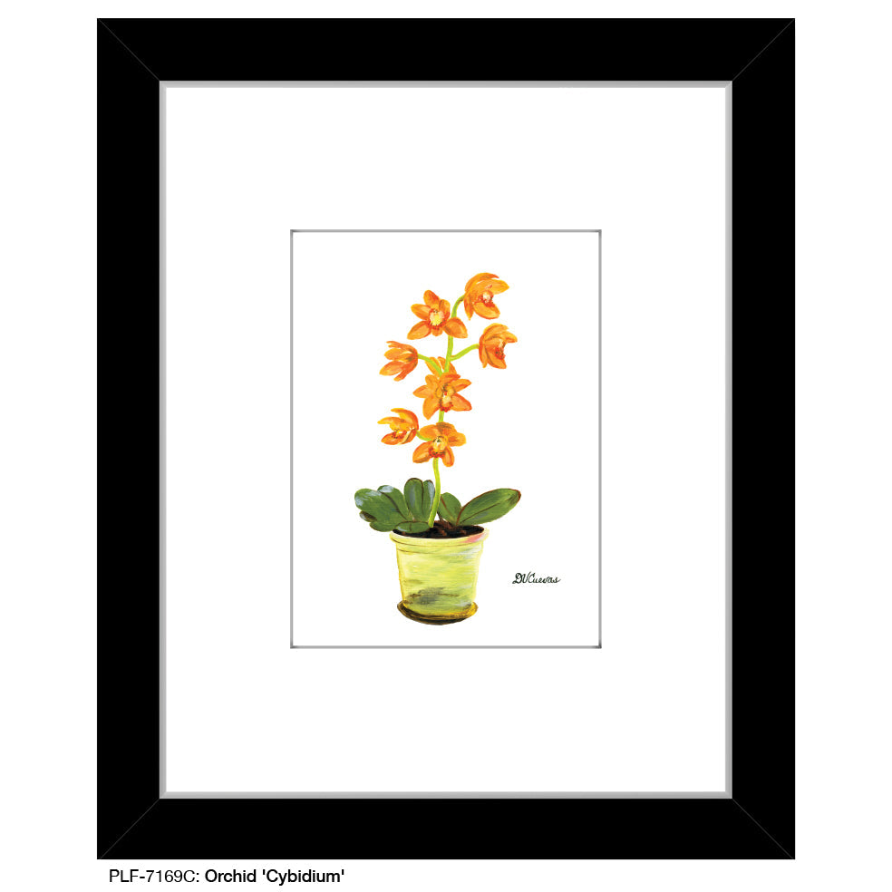 Orchid 'Cybidium', Print (#7169C)