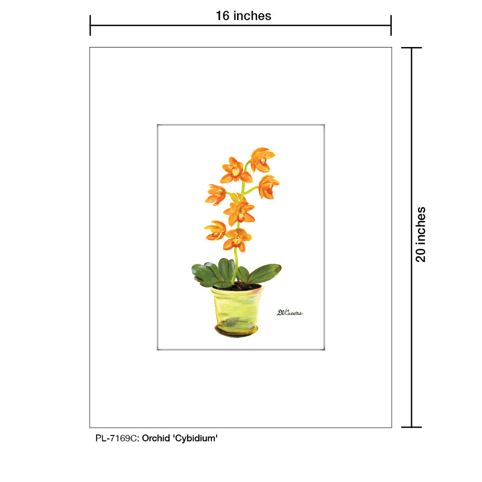 Orchid 'Cybidium', Print (#7169C)