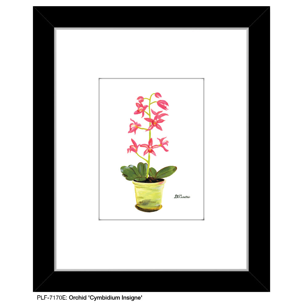 Orchid 'Cymbidium Insigne', Print (#7170E)