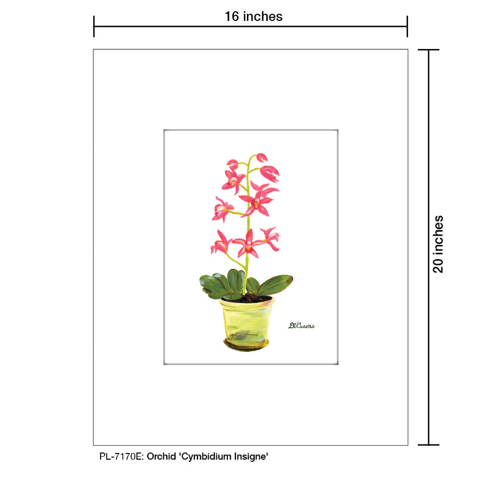 Orchid 'Cymbidium Insigne', Print (#7170E)