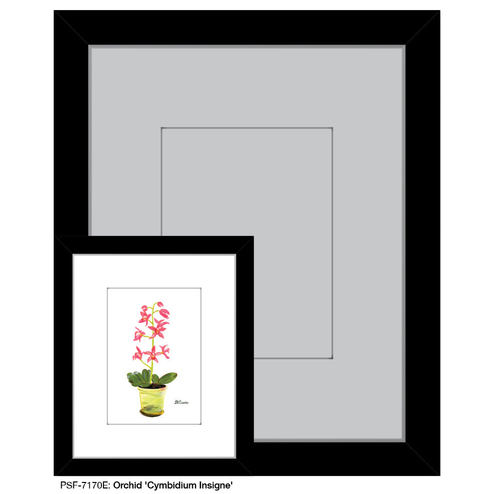 Orchid 'Cymbidium Insigne', Print (#7170E)