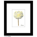 Paeonia, Print (#7394B)