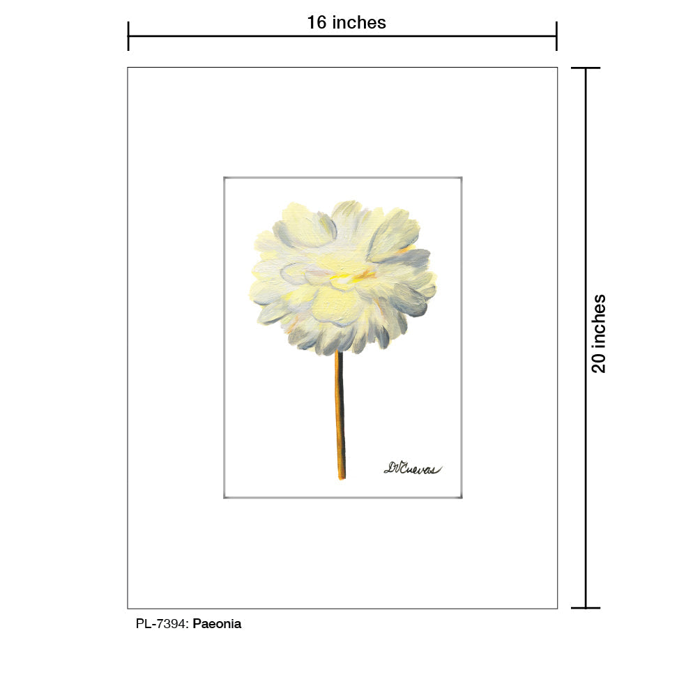 Paeonia, Print (#7394B)