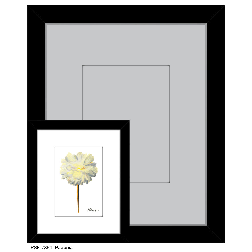 Paeonia, Print (#7394B)
