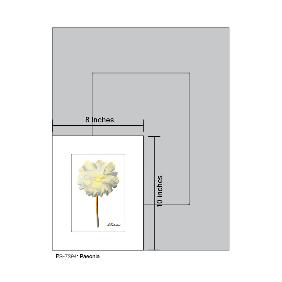 Paeonia, Print (#7394B)