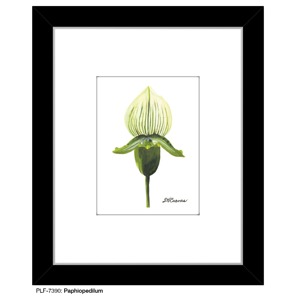 Paphiopedilum, Print (#7390B)