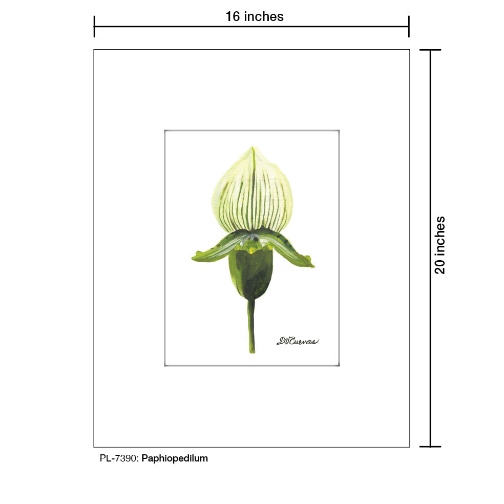 Paphiopedilum, Print (#7390B)