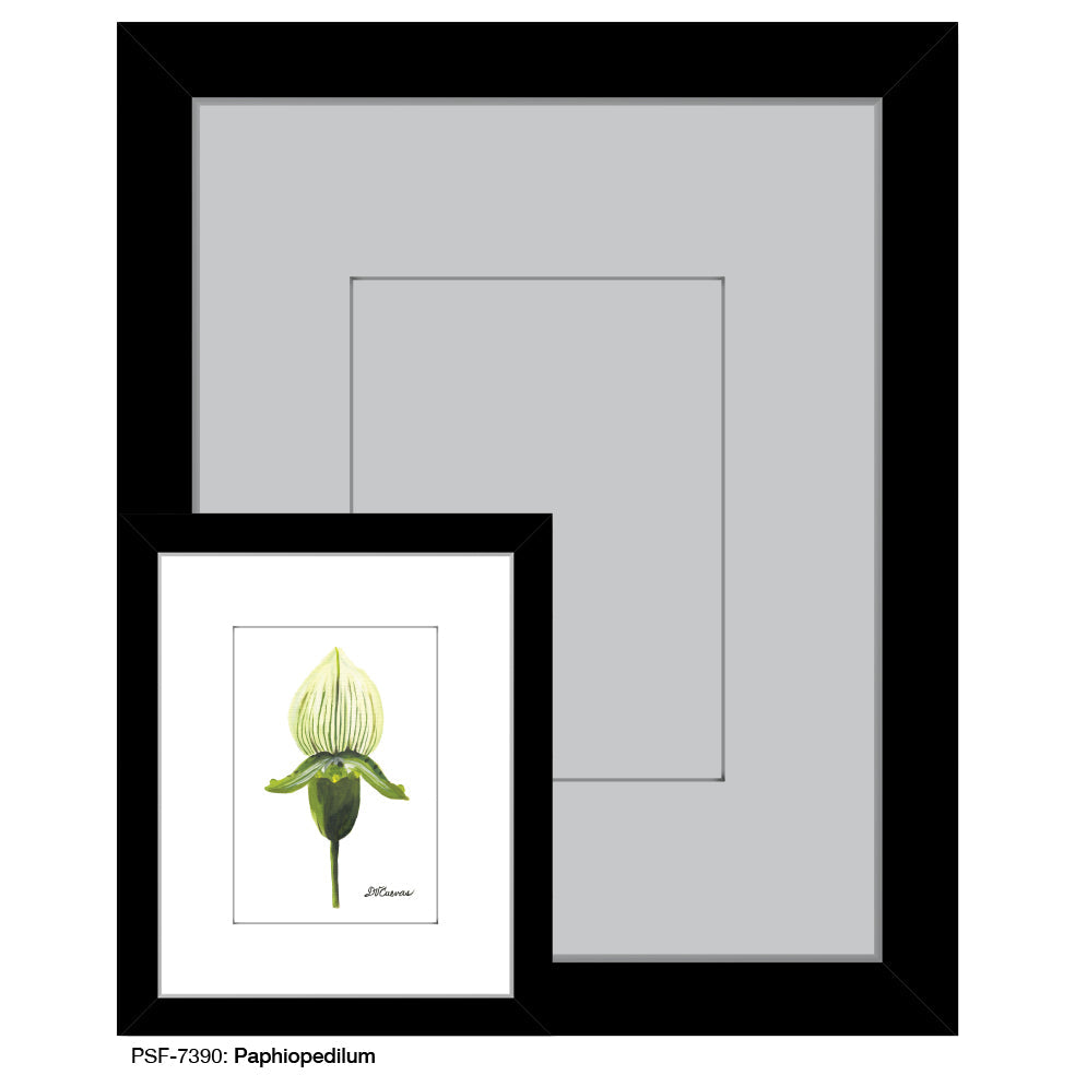 Paphiopedilum, Print (#7390B)