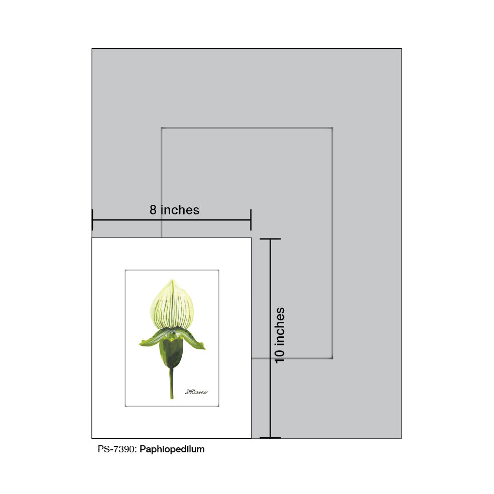 Paphiopedilum, Print (#7390B)