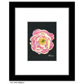 Peony 2, Print (#7268A)
