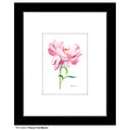 Peony Full Bloom, Print (#8343B)
