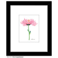 Pink Chrysanthemum, Print (#7711B)