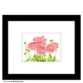 Pink Ranunculus, Print (#7972A)