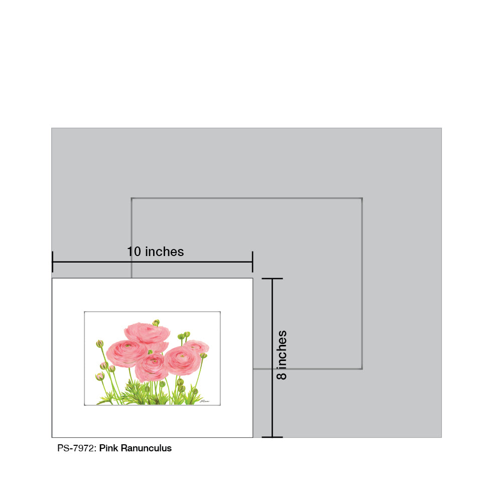 Pink Ranunculus, Print (#7972A)