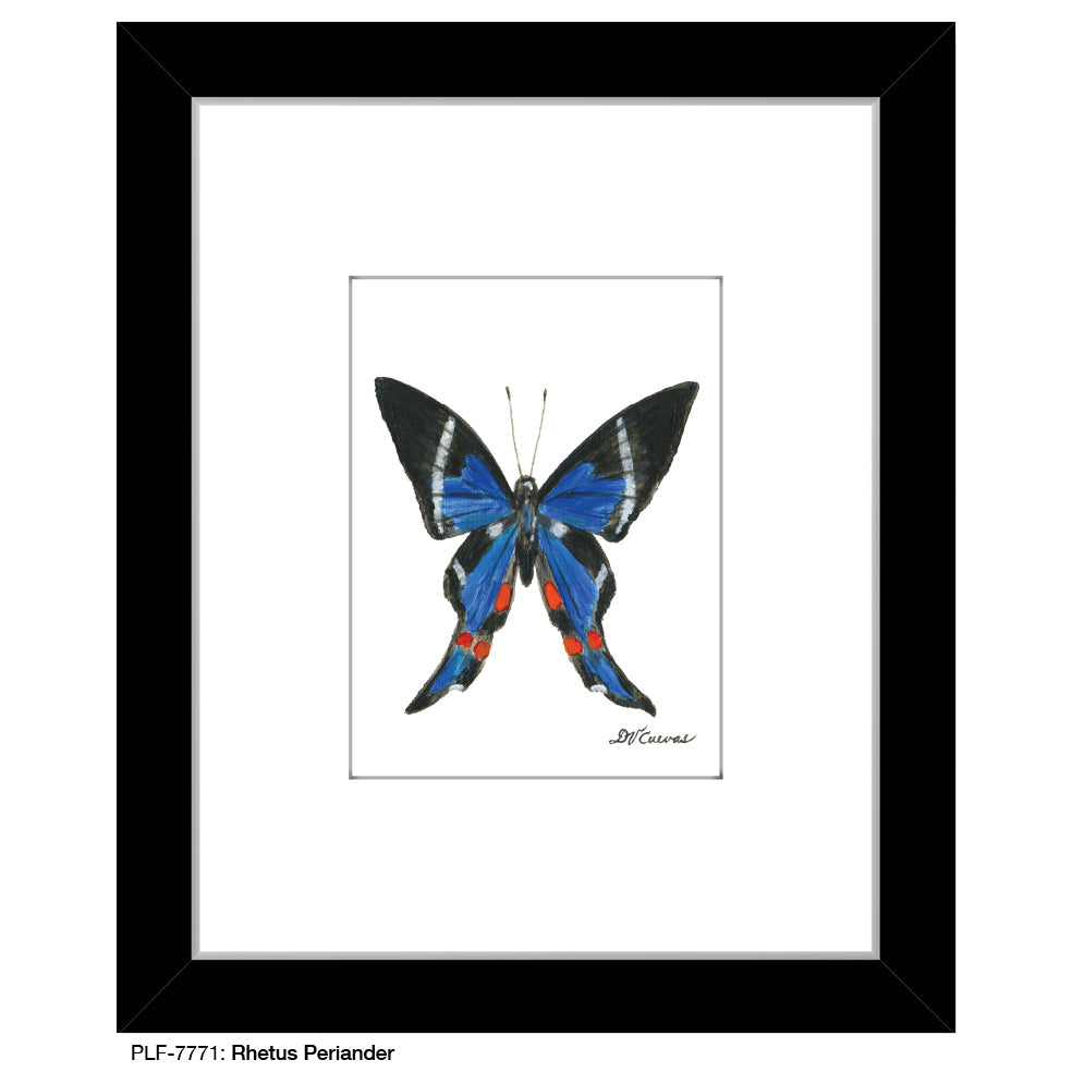 Rhetus Periander Butterfly, Print (#7771A)