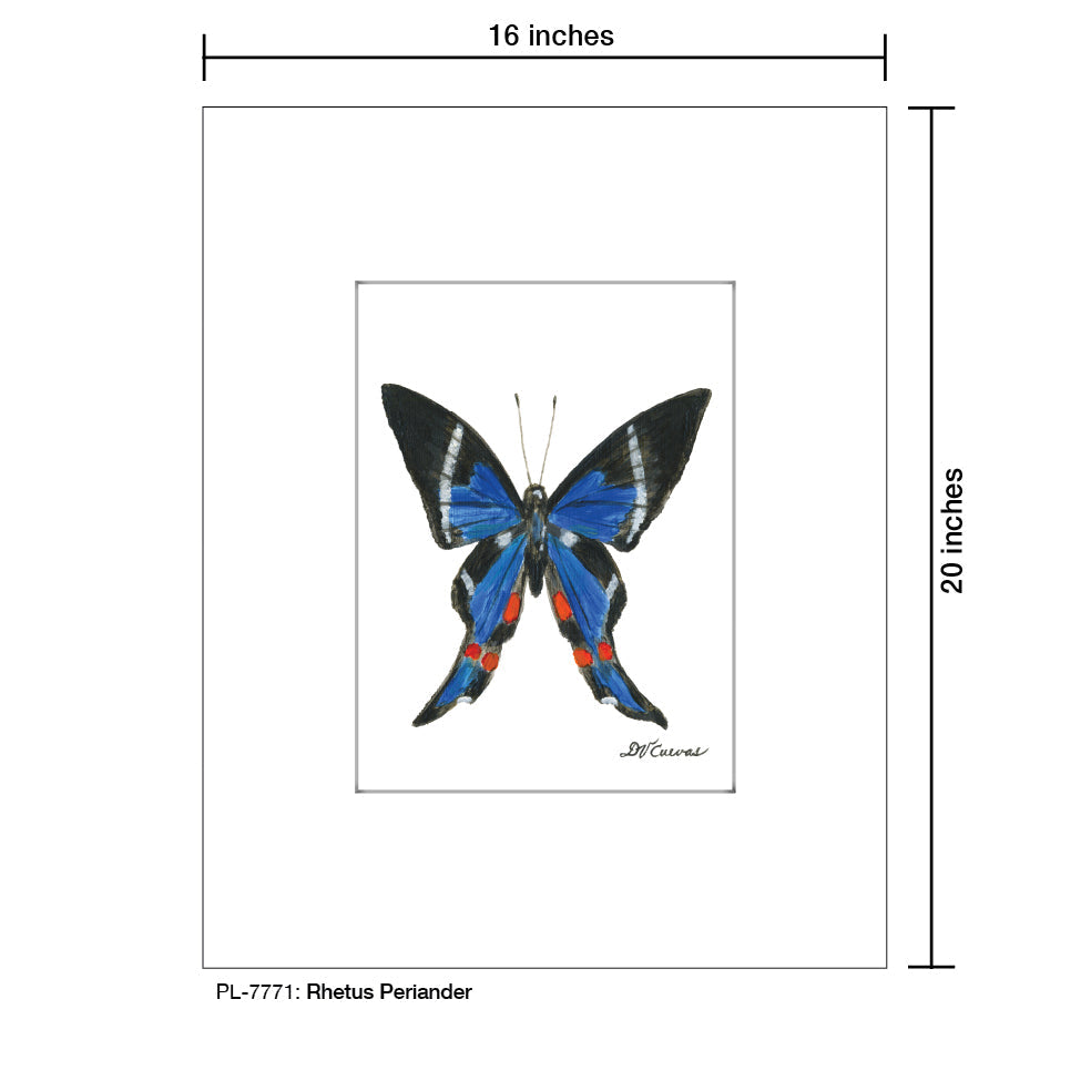 Rhetus Periander Butterfly, Print (#7771A)