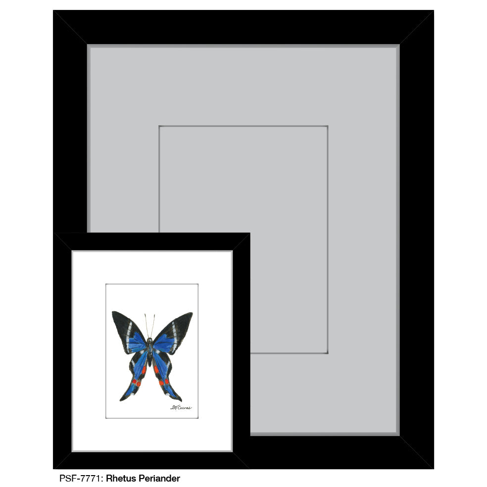 Rhetus Periander Butterfly, Print (#7771A)