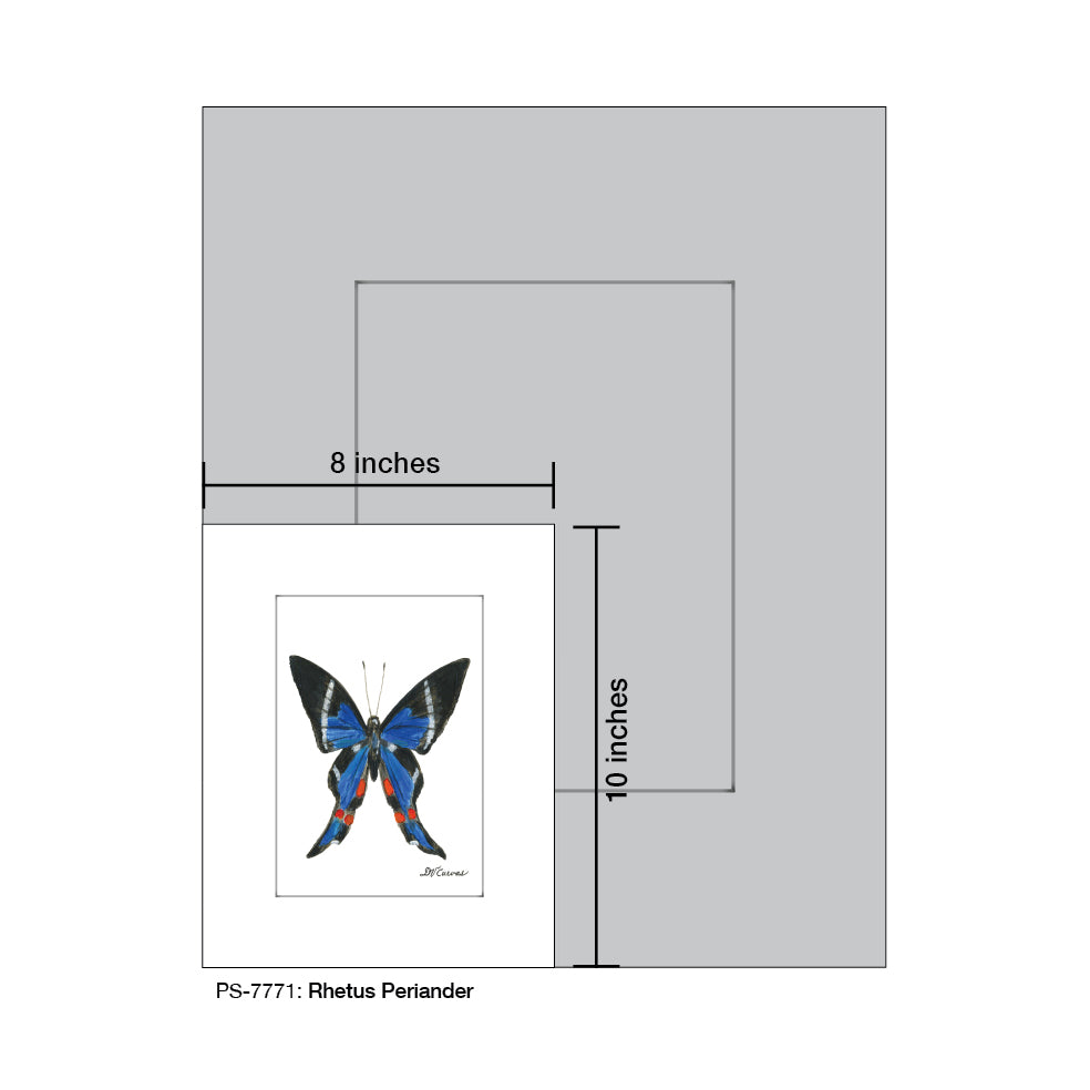 Rhetus Periander Butterfly, Print (#7771A)
