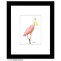 Roseate Spoonbill, Print (#8289C)