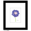Splendor, Print (#8102B)