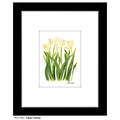 Tulipa Cultivar, Print (#7401A)